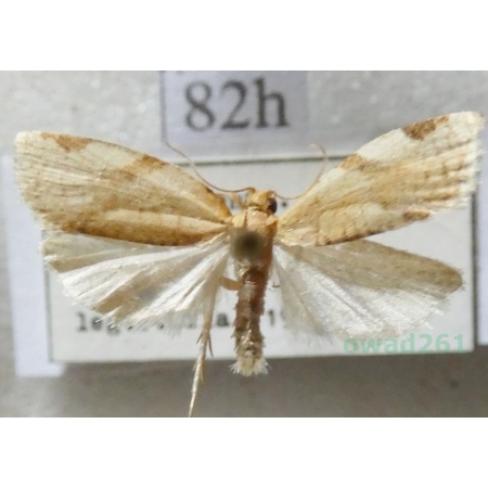 Paramesia gnomana (Clerck, 1759) Czech82h